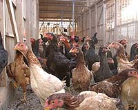 Indonesia: 8-year-old girl died of bird flu