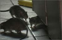 More NYC restaurants shut in wake of rodent scandal