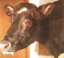 Japanese cows suspected of having mad cow disease
