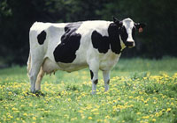 Japan not afraid of mad cow disease anymore