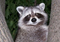 Rabid raccoon kills man in Moscow