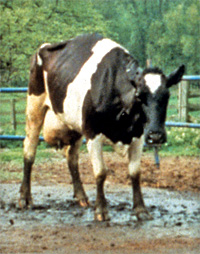 Japan confirms 25th case of mad cow disease