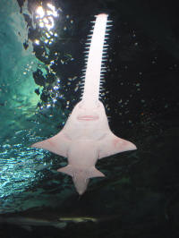 Endangered species conference in Netherlands bans almost all trade in sawfish