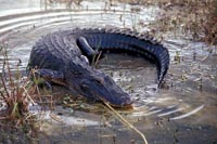 Deputies pull man from alligator's jaws