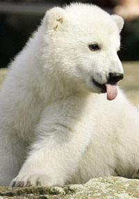 Polar bear Knut celebrates his first birthday in Berlin