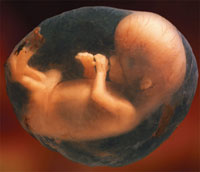 Vatican to convene conference on embryo origin, development