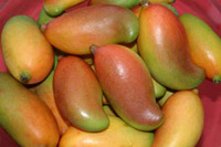 U.S. to lift 17-year ban on import of Indian mangoes