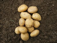 Russia declares potato war on Europe. 49197.jpeg