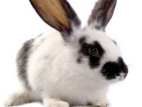 China changes law on animal testing for cosmetics. 51206.jpeg