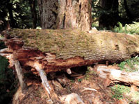 Heavy log ends newlywed hike