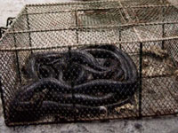 Ninety dead and ailing snakes found in Swedish vacated cottage