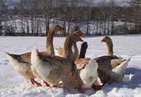 Hungary: Possible new case of bird flu, 9,400 goslings culled