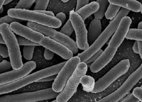 Microbes in human guts can help to treat many diseases