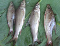Four fishermen were killed and burned because of their fish