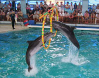 Moscow Dolphinarium Turns into Torture Chamber for Dolphins