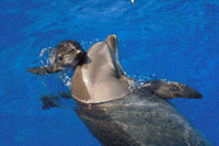 Dolphin calf at Baltimore aquarium nursed by three moms
