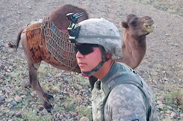 Afghan camel kicks US military. Video. Afghanistan