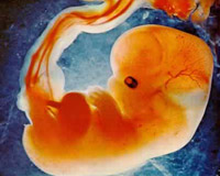 U.S. Health Officials Disregard Abortion Amendment