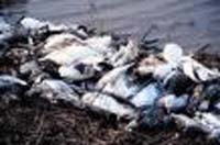Bird flu symptoms in dead birds in Azerbaijan