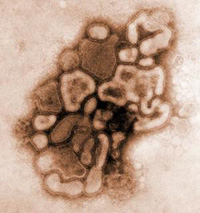 Mutations make swine flu virus more dangerous than AIDS
