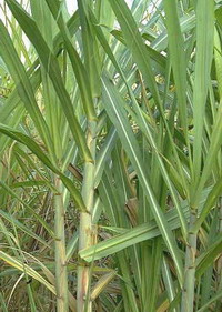 Brazil increases sugarcane production