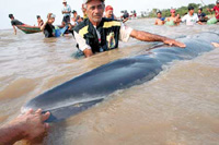 Whale found dead in Amazon's tributary