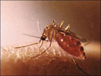 Scientists need volunteers to try malaria vaccines