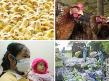 Chinese Health authorities put 35 farm workers under medical observation after bird flu