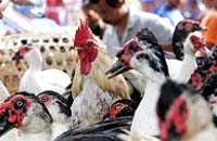 Bird flu experts gather in Mali to raise billions to fight deadly virus