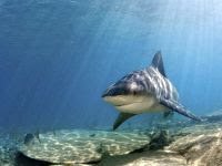 EU closes loopholes in shark finning. 50278.jpeg