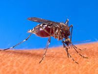 Chikungunya: New disease hits the Americas. 53282.jpeg