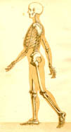 Scientists discover key to rare skeleton disease