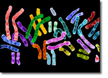 Scientists say they've completed a genetic map of human chromosome 1