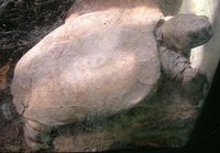 Endangered Asian turtle born in Atlanda Zoo
