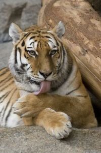 Population of India wild tigers declines