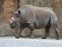 Rhino poachers liquidated in Kruger Park. 54291.jpeg