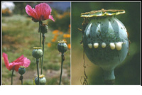 Opium cultivation on the rise in Afghanistan