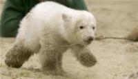 Polar bear's appearances with keeper to stop in Berlin Zoo
