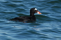Surf scoter hit harder than others since San Francisco Bay oil spill