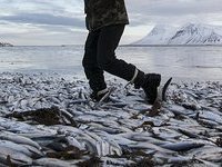 Dead herring devastates Iceland's budget. 49308.jpeg