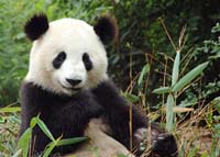 Chinese woman detained for trying to sell panda fur