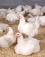 Denmark confirms first case of H5N1 bird flu