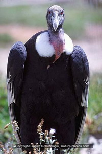 Denver Zoo has newly hatched Andean condor