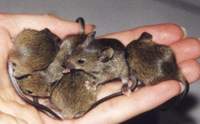 About two billion mice invade ravage crops in central China