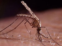 Chikungunya and other previously unknown diseases may conquer the world