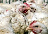International donors to pay 406 million to combat bird flu