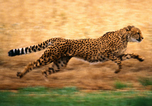 Can man be as fast as cheetah?. 50318.jpeg