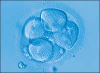 Human-animal embryos to be used to extract stem cells in UK