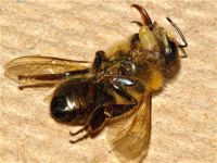 Bee decline: Disease or pesticides?. 48323.jpeg