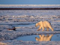 Arctic sea ice hit record low in 2010, says study. 45339.jpeg